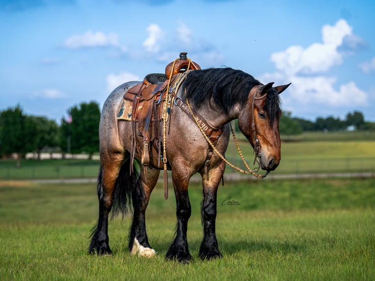Trekpaard Mix Ruin 4 Jaar Roan-Bay in Fort Worth