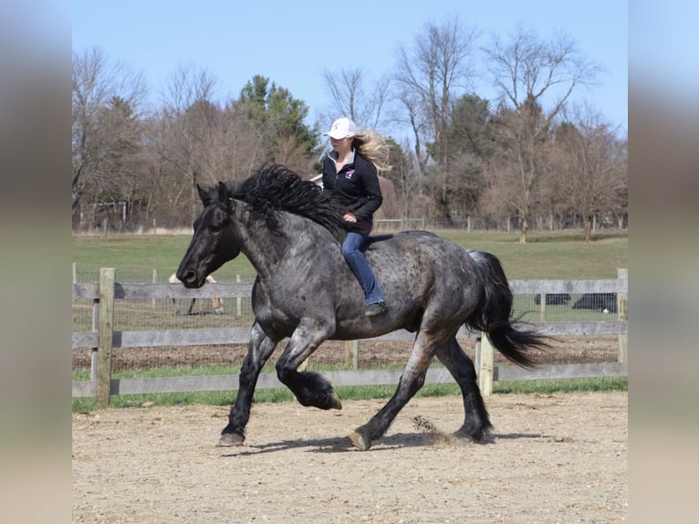 Trekpaard Mix Ruin 4 Jaar Roan-Blue in Howell