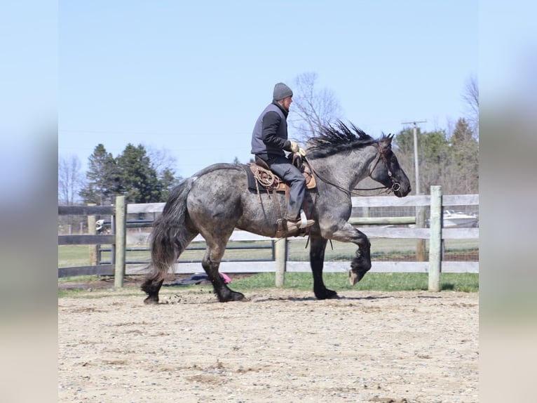 Trekpaard Mix Ruin 4 Jaar Roan-Blue in Howell