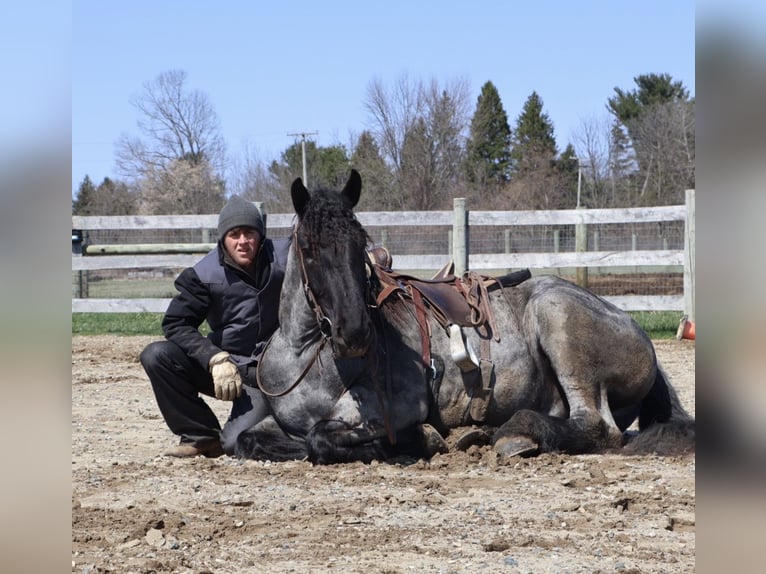 Trekpaard Mix Ruin 4 Jaar Roan-Blue in Howell