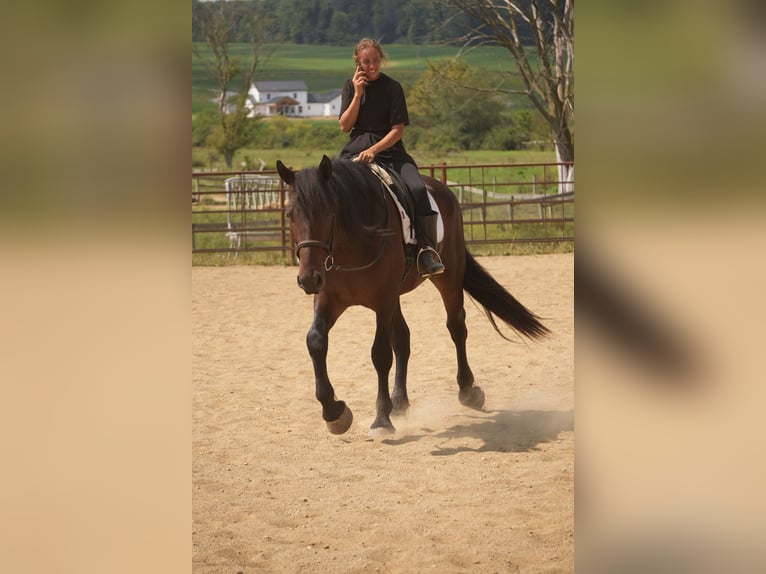 Trekpaard Mix Ruin 4 Jaar Roodbruin in Fresno