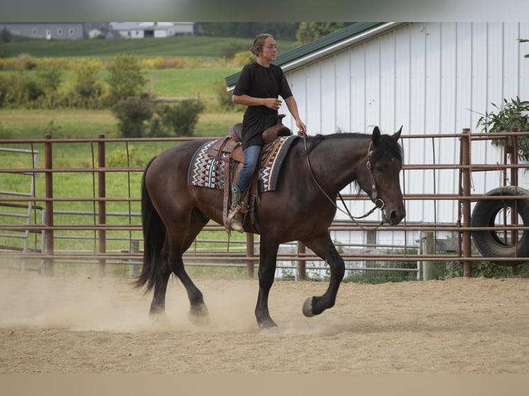 Trekpaard Mix Ruin 4 Jaar Roodbruin in Fresno