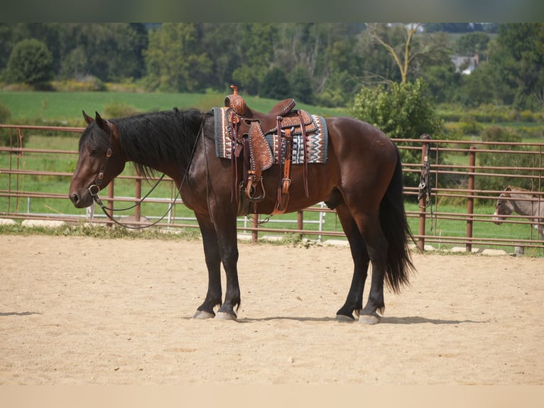 Trekpaard Mix Ruin 4 Jaar Roodbruin in Fresno