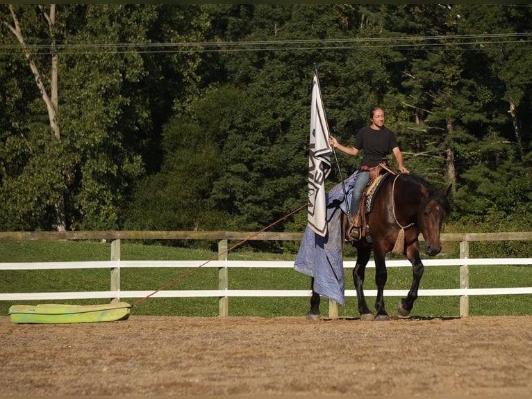 Trekpaard Mix Ruin 4 Jaar Roodbruin in Fresno