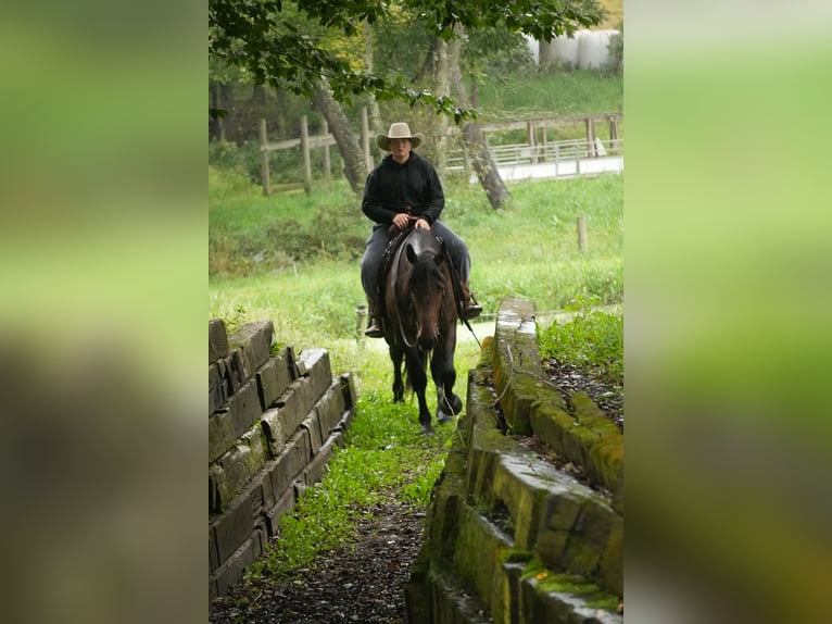 Trekpaard Mix Ruin 4 Jaar Roodbruin in Fresno