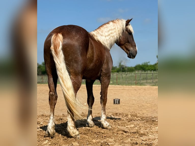 Trekpaard Mix Ruin 4 Jaar Roodvos in Weatherford, TX