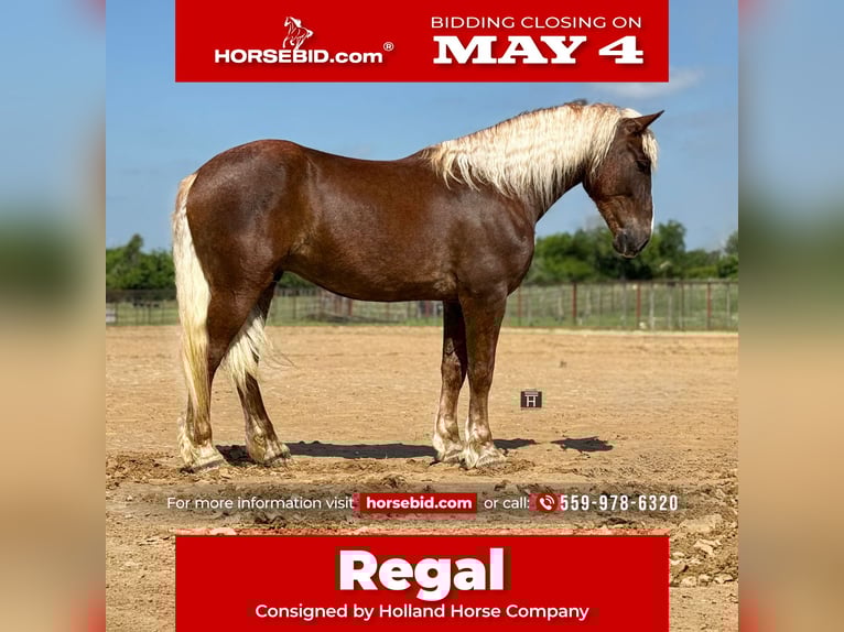 Trekpaard Mix Ruin 4 Jaar Roodvos in Weatherford, TX