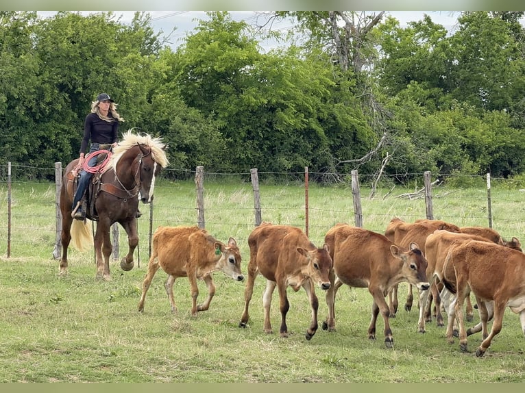 Trekpaard Mix Ruin 4 Jaar Roodvos in Weatherford, TX