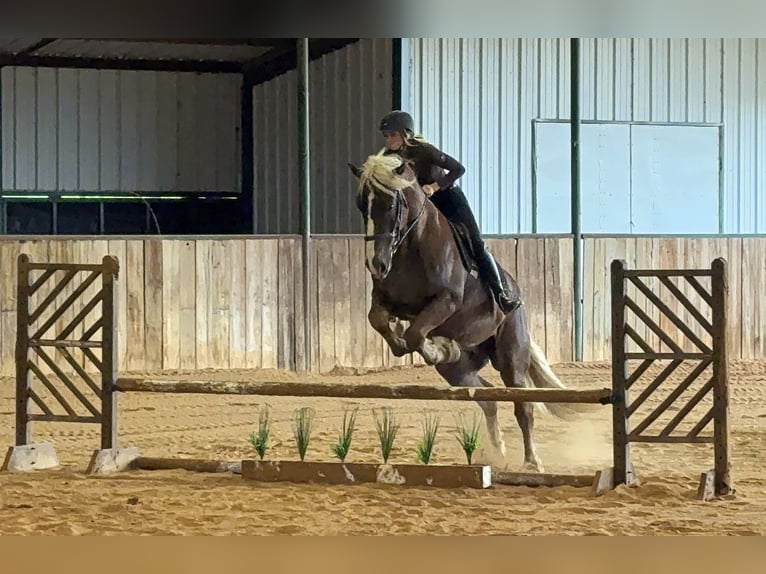 Trekpaard Mix Ruin 4 Jaar Roodvos in Weatherford, TX