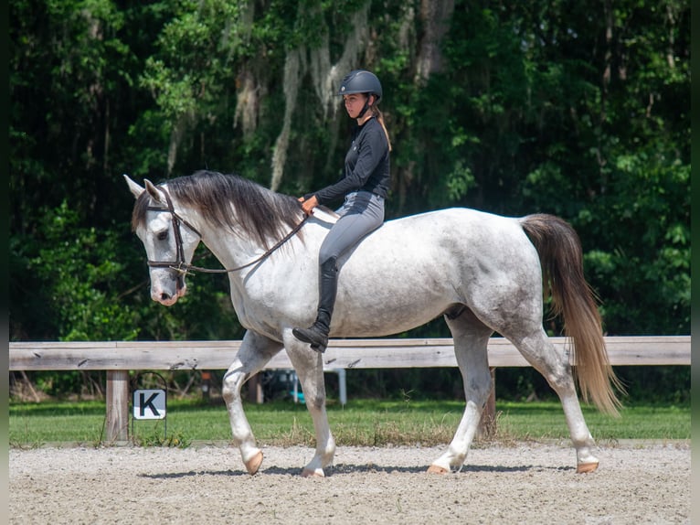 Trekpaard Mix Ruin 4 Jaar Schimmel in Ocala
