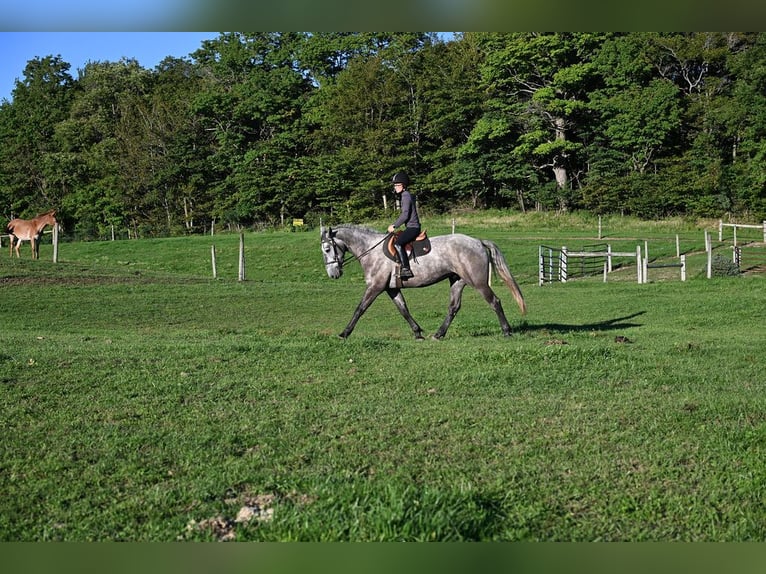 Trekpaard Mix Ruin 4 Jaar Schimmel in Warsaw