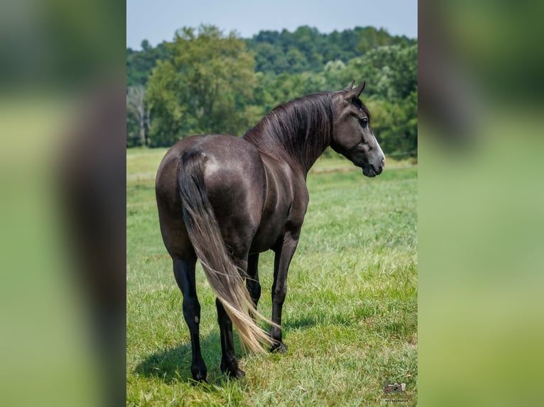 Trekpaard Mix Ruin 4 Jaar Schimmel in Auburn