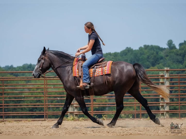 Trekpaard Mix Ruin 4 Jaar Schimmel in Auburn
