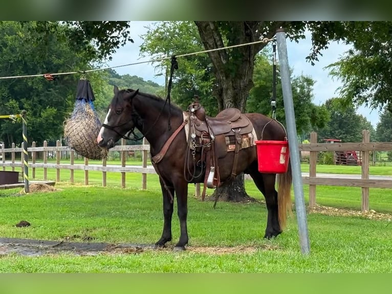 Trekpaard Mix Ruin 4 Jaar Schimmel in Auburn
