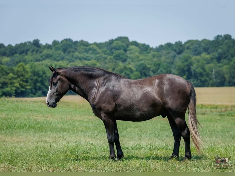 Trekpaard Mix Ruin 4 Jaar Schimmel in Auburn