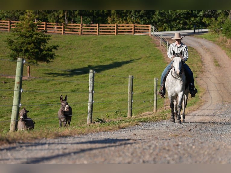 Trekpaard Mix Ruin 4 Jaar Schimmel in Needmore
