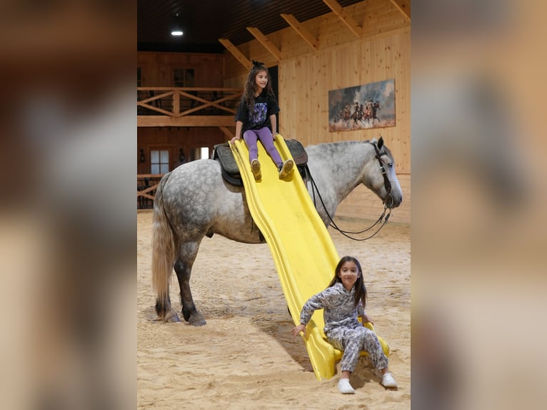 Trekpaard Mix Ruin 4 Jaar Schimmel in Needmore