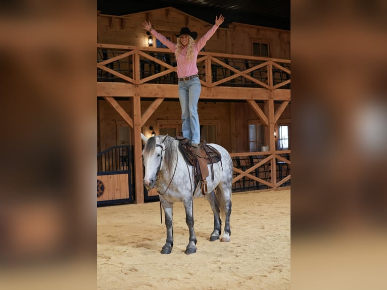 Trekpaard Mix Ruin 4 Jaar Schimmel in Needmore
