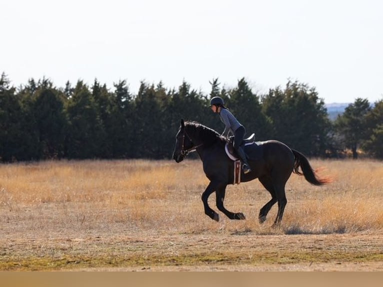 Trekpaard Mix Ruin 4 Jaar Zwart in Ripley