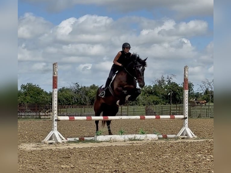 Trekpaard Mix Ruin 4 Jaar Zwart in Weatherford