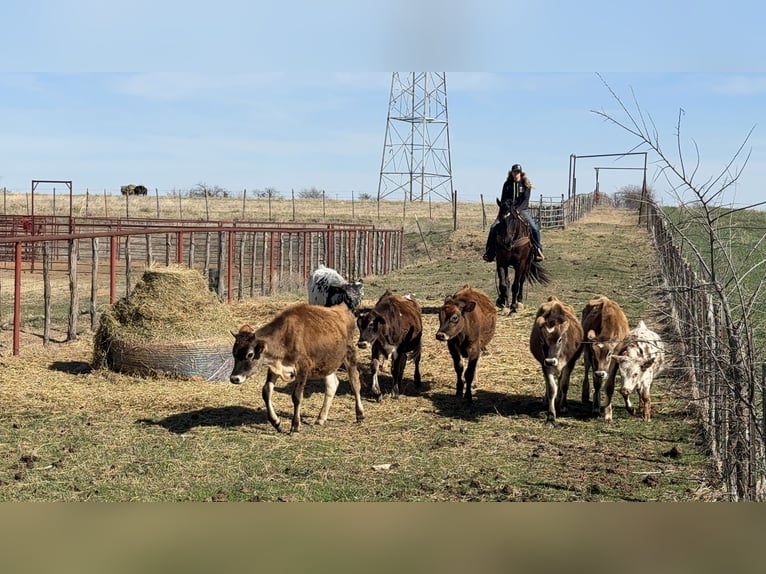 Trekpaard Mix Ruin 4 Jaar Zwart in Weatherford