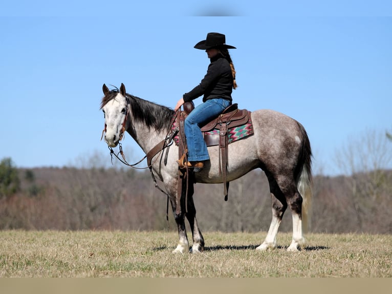 Trekpaard Mix Ruin 5 Jaar 140 cm Schimmel in Clarion