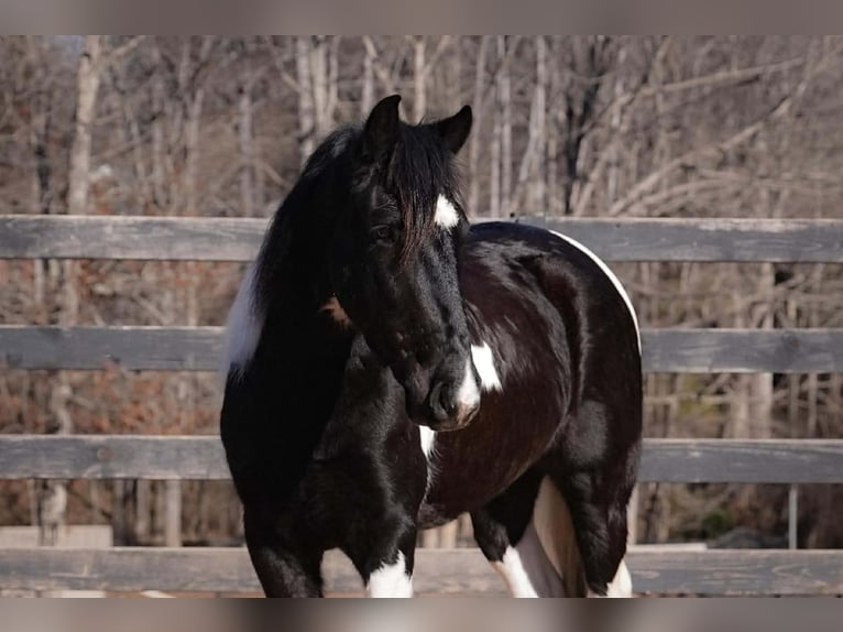 Trekpaard Mix Ruin 5 Jaar 145 cm Gevlekt-paard in Clover