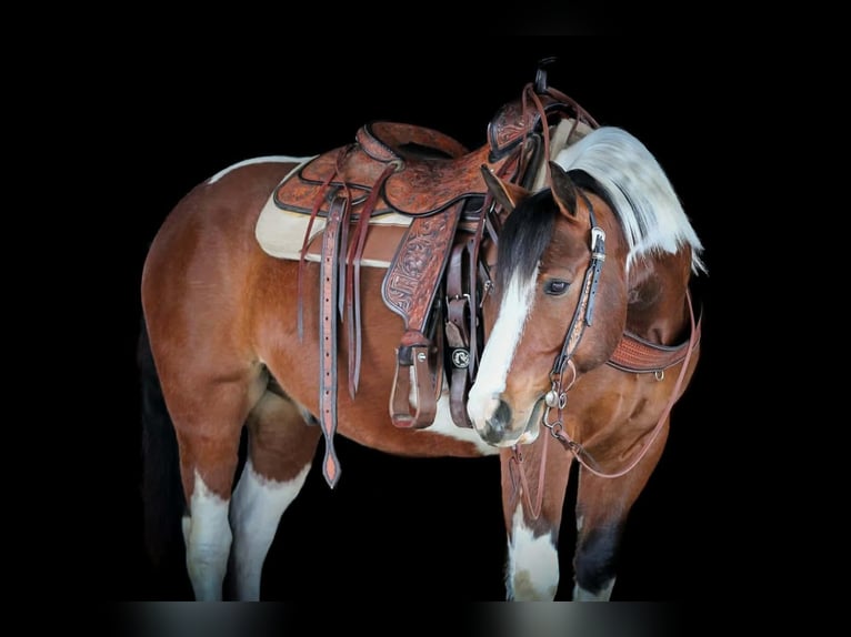 Trekpaard Mix Ruin 5 Jaar 145 cm Gevlekt-paard in Clarion