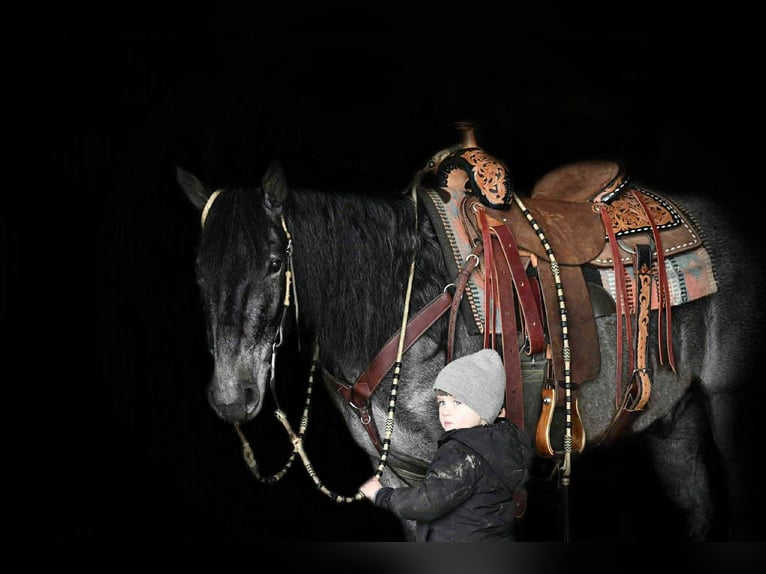 Trekpaard Mix Ruin 5 Jaar 150 cm Roan-Blue in Rebersburg