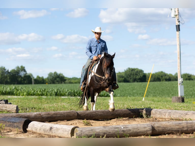 Trekpaard Mix Ruin 5 Jaar 152 cm Gevlekt-paard in Lewistown