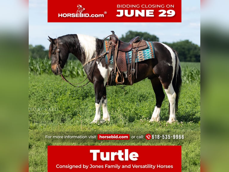 Trekpaard Mix Ruin 5 Jaar 152 cm Gevlekt-paard in Lewistown
