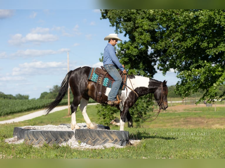 Trekpaard Mix Ruin 5 Jaar 152 cm Gevlekt-paard in Lewistown