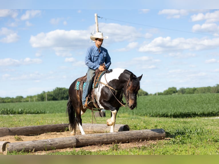 Trekpaard Mix Ruin 5 Jaar 152 cm Gevlekt-paard in Lewistown