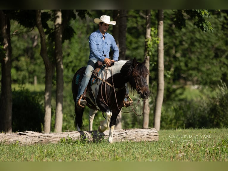Trekpaard Mix Ruin 5 Jaar 152 cm Gevlekt-paard in Lewistown