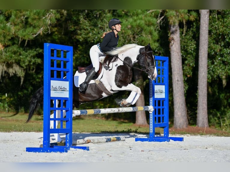 Trekpaard Mix Ruin 5 Jaar 152 cm Gevlekt-paard in Ocala