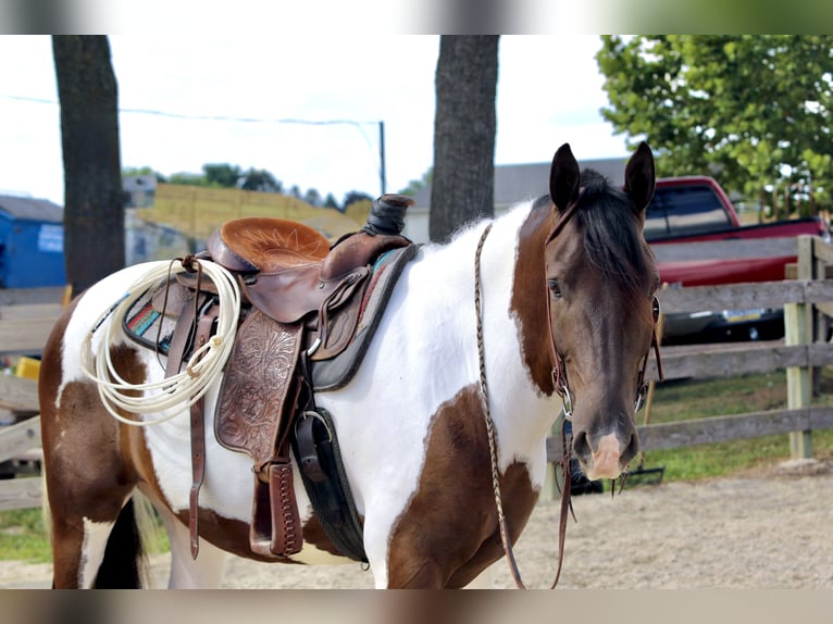 Trekpaard Mix Ruin 5 Jaar 155 cm Gevlekt-paard in Gap