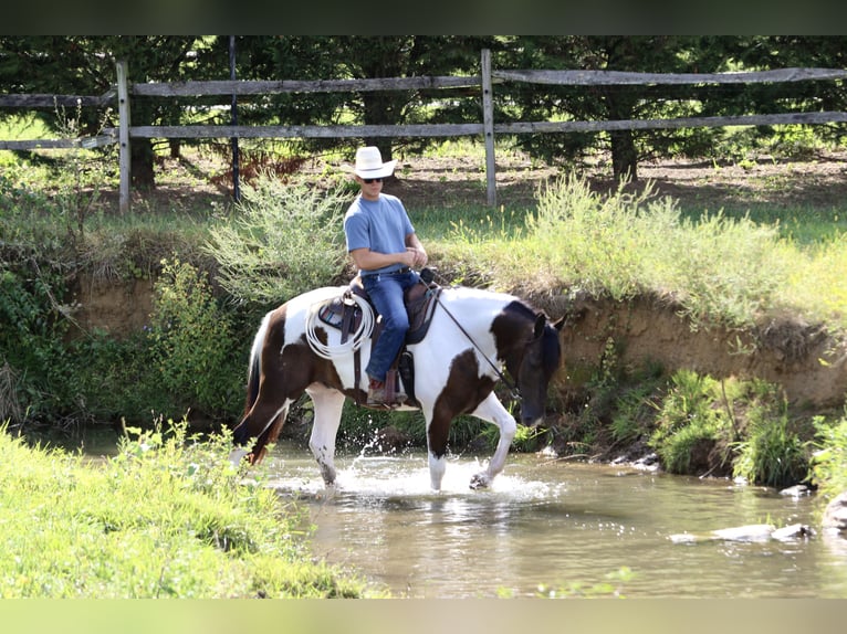 Trekpaard Mix Ruin 5 Jaar 155 cm Gevlekt-paard in Gap