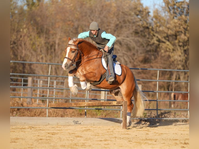 Trekpaard Mix Ruin 5 Jaar 157 cm Palomino in Independence