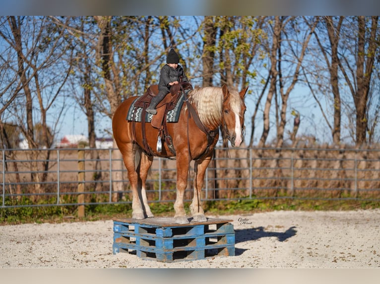 Trekpaard Mix Ruin 5 Jaar 157 cm Palomino in Independence