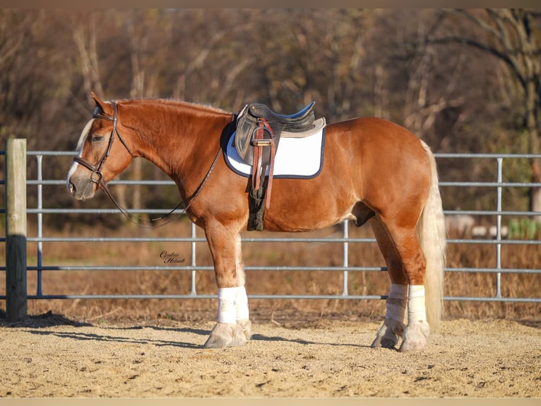 Trekpaard Mix Ruin 5 Jaar 157 cm Palomino in Independence