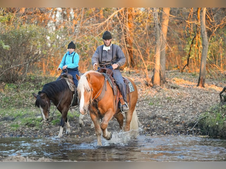 Trekpaard Mix Ruin 5 Jaar 157 cm Palomino in Independence
