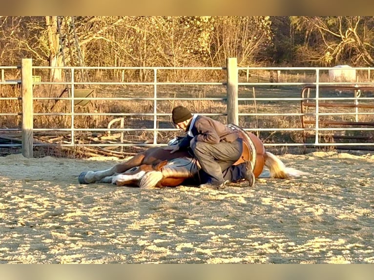 Trekpaard Mix Ruin 5 Jaar 157 cm Palomino in Independence