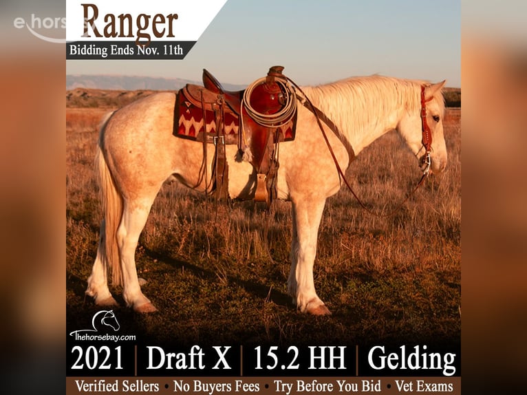 Trekpaard Mix Ruin 5 Jaar 157 cm Palomino in Powell, WY