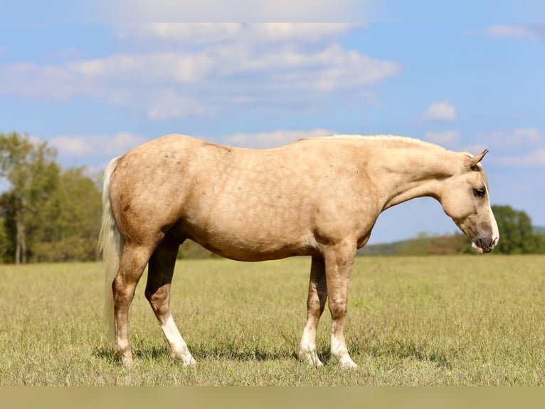 Trekpaard Mix Ruin 5 Jaar 157 cm Palomino in Crab Orchard