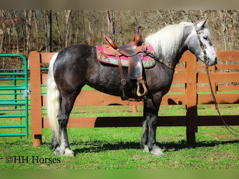 Trekpaard Mix Ruin 5 Jaar 157 cm Schimmel in Flemingsburg