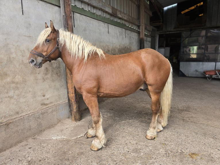 Trekpaard Ruin 5 Jaar 158 cm Vos in WINTZFELDEN
