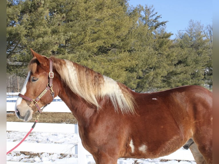 Trekpaard Mix Ruin 5 Jaar 160 cm Gevlekt-paard in Allentown
