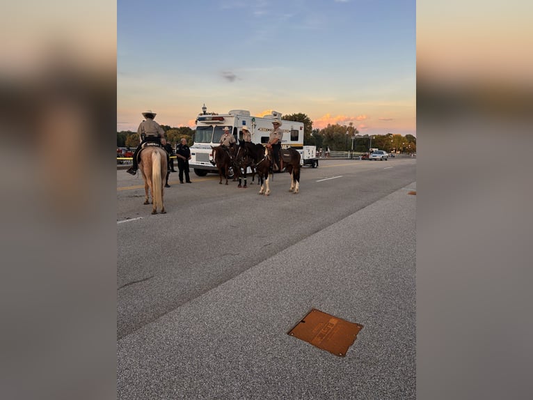 Trekpaard Mix Ruin 5 Jaar 160 cm Gevlekt-paard in Saginaw