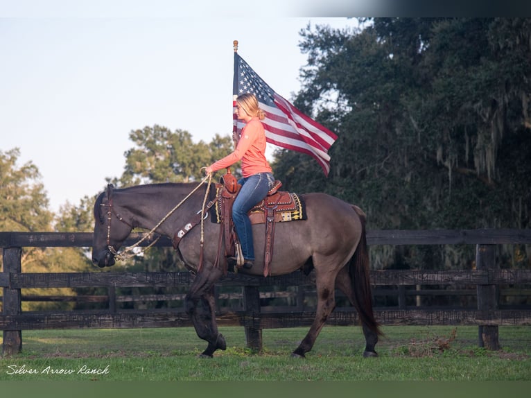 Trekpaard Mix Ruin 5 Jaar 160 cm Grullo in Ocala, FL