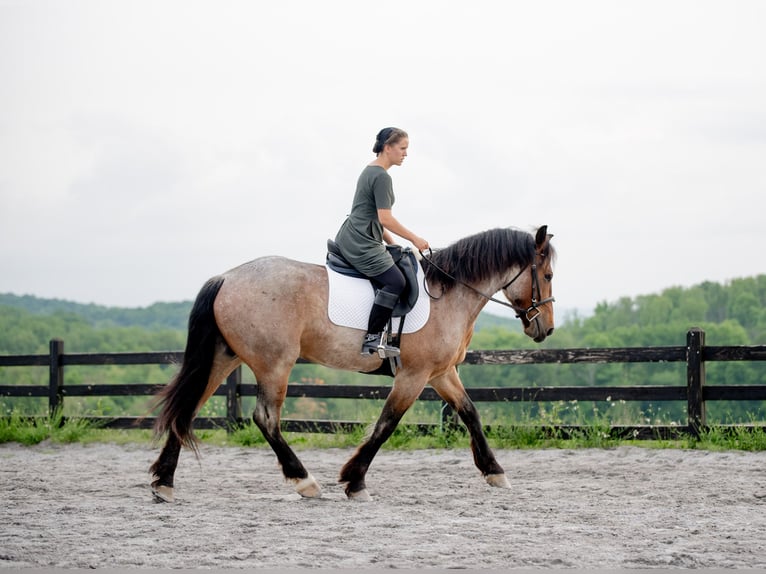 Trekpaard Mix Ruin 5 Jaar 160 cm Roan-Red in Honey Brook